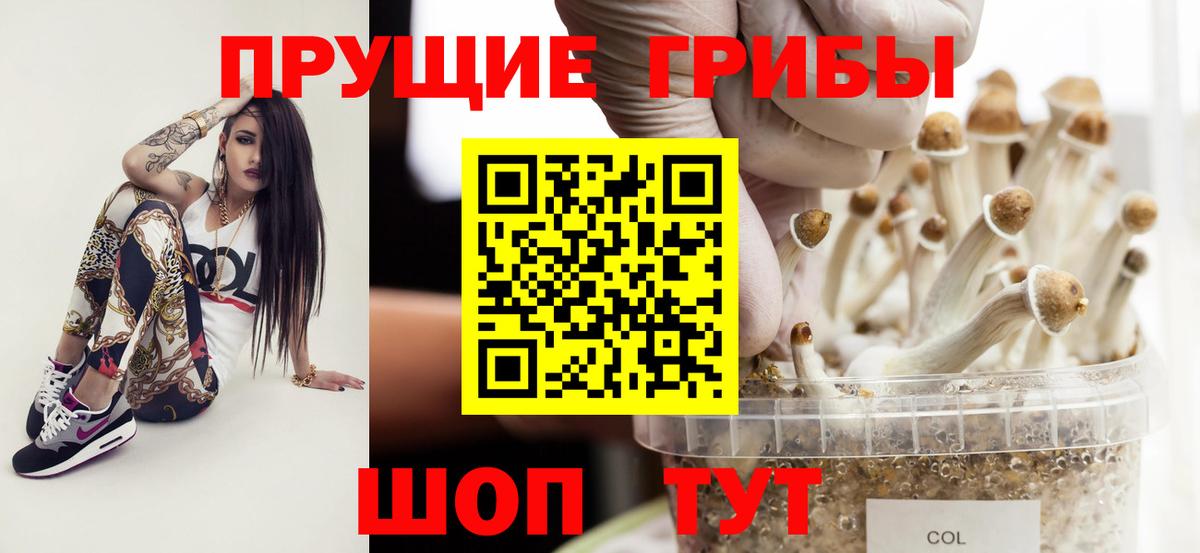 где купить наркоту  Вход с VPN  Каспийск  Галлюциногенные грибы Psilocybe 